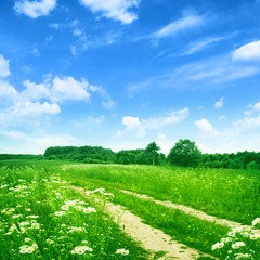 Country road in flower field under blue sky.