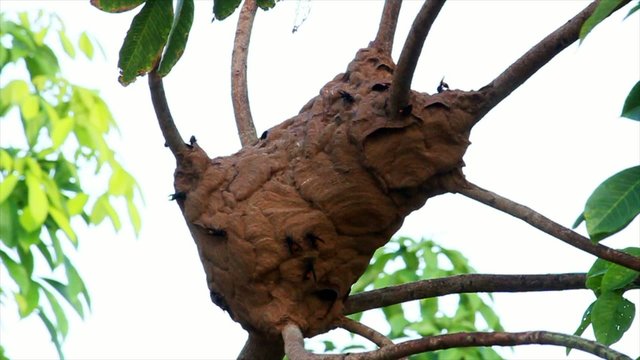 hive of paper wasp