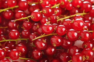 ripe redcurrant background