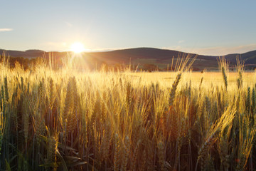Obrazy  Zachód słońca nad polem pszenicy