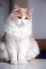 beige cat, isolated on a grey background