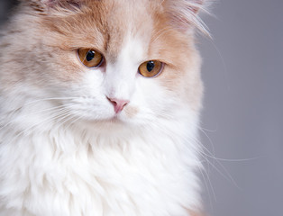 beige cat, isolated on a grey background