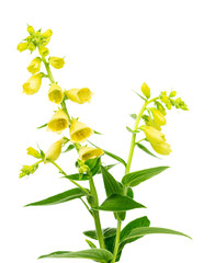 Flowering yellow foxglove