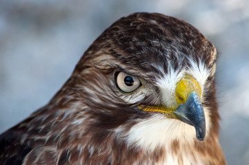 Falco, Poiana coda rossa
