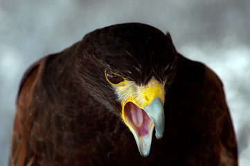 Falco, Poiana