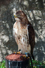 Falco, Poiana coda rossa