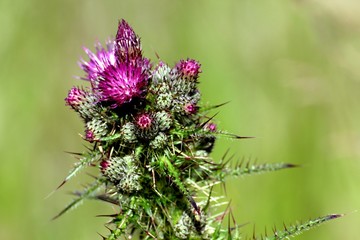 thistle