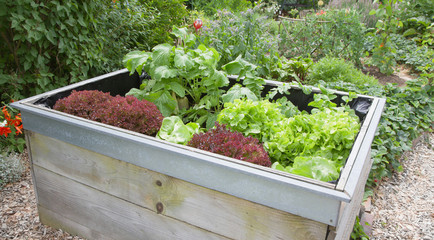 Gemüsegarten als Hochbeet