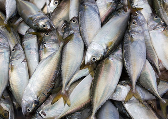 Fresh mackerel