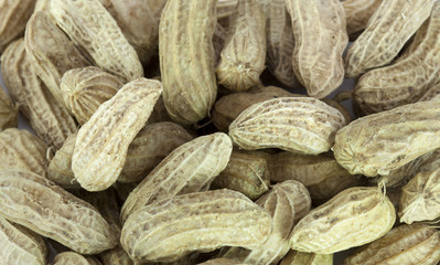 Fototapeta premium groundnut