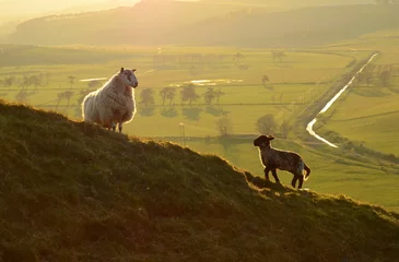 Store enrouleur Moutons A Sheep And Its Lamb In The Evening Light