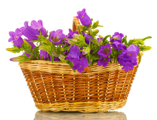 blue bell flowers in basket isolated on white