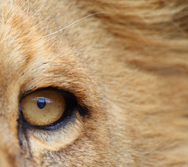 Obraz premium Der Blick des Löwen
