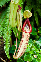 pitcher plant, nepenthes, monkeys cup