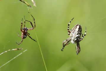 Eichblatt-Radspinne mit Männchen
