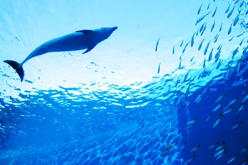 Foto auf Acrylglas Delfin Delphin 01