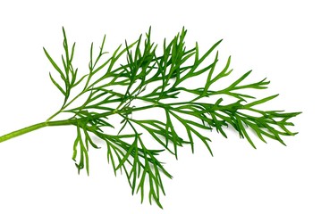 Dill