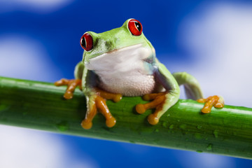 Frog