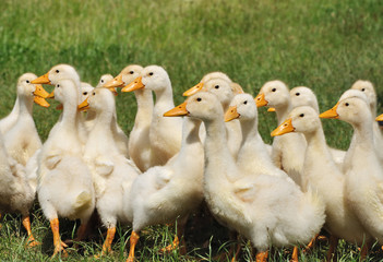 ducklings