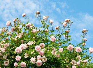 Fototapeta premium roses against blue sky.