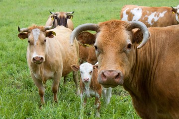 Brown white cows on a farmland in Czech Republic