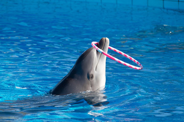 delfino