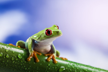 Red eye frog and blue sky