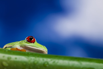 Green frog