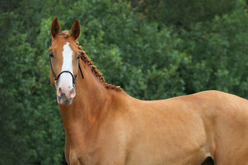 Horse portrait
