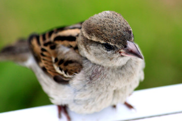 Neugieriger Spatz