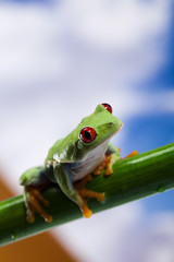 Obraz premium Green frog