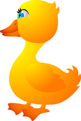 Baby Duck Walking