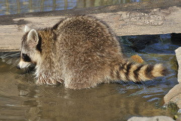 Waschbär