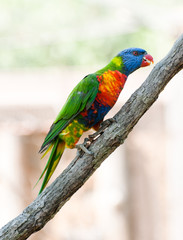 rainbow lorikeet