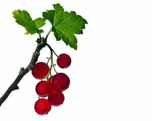 Rote Johannisbeeren