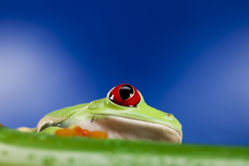 Frog and blue sky