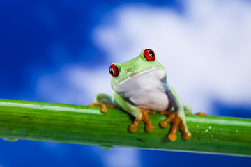 Fototapeta premium Tree frog 