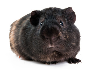 brown cavy on white background