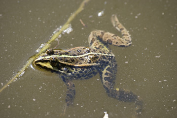 frog in a pond