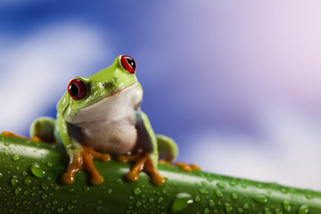 Frog and blue sky