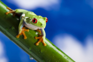 Red eye frog and blue sky