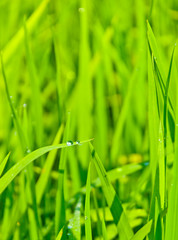 Water droplet on on rice's leaf. Shallow DOF.