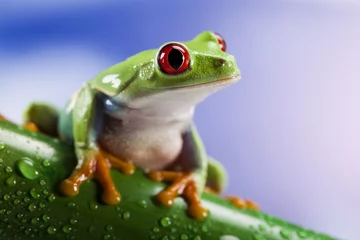 Zelfklevend Fotobehang Kikker Boomkikker