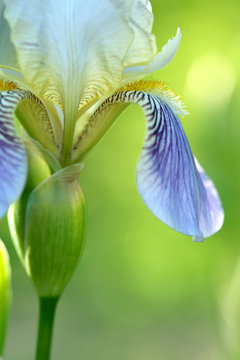 Iris Flower Close Up