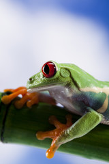 Red eyed tree frog