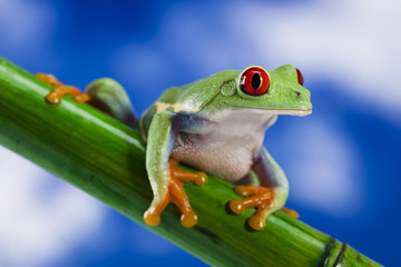Tree frog	