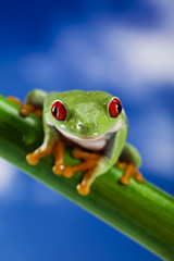 Frog and blue sky