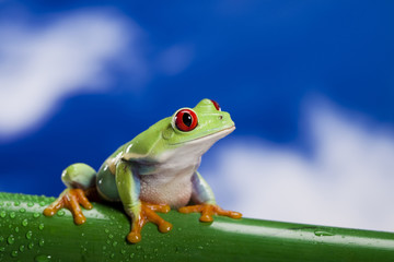 Red eyed leaf frog