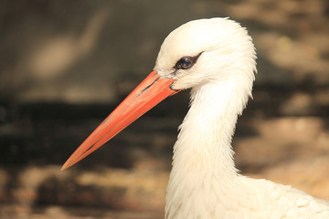 White crane close-up