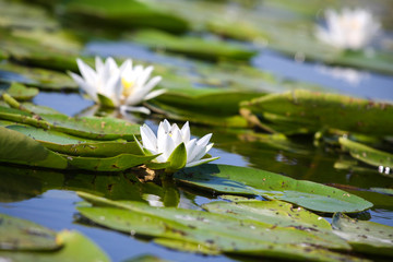 White water lily on the lake